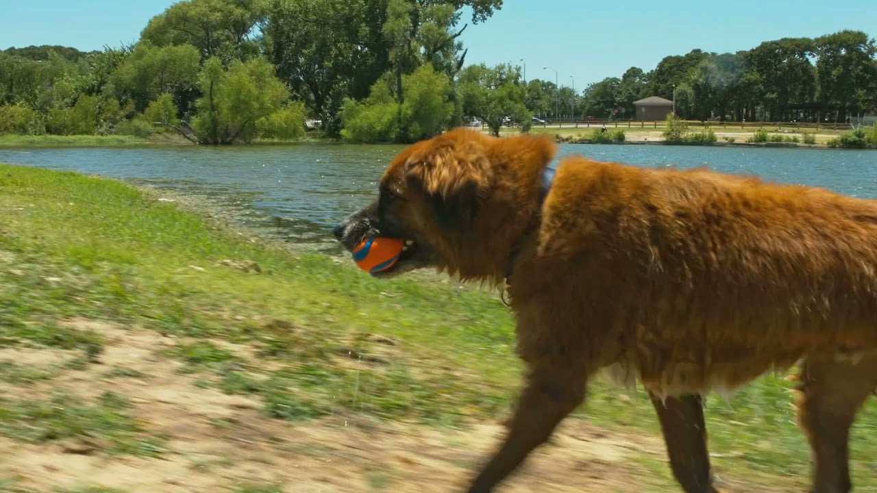 Chuckit! Ultra Ball M (2-pack)