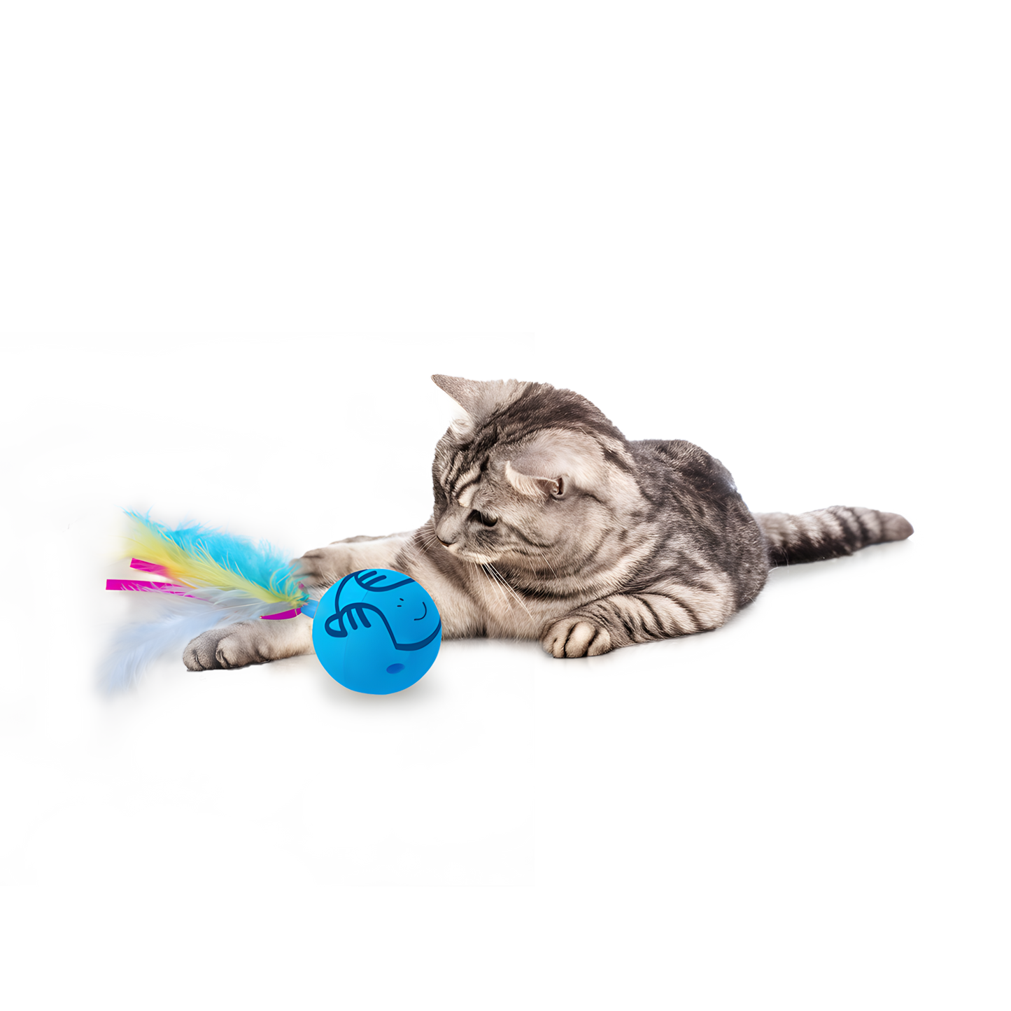 AFP Modern Cat Dizzy Spinner by Hoffreund