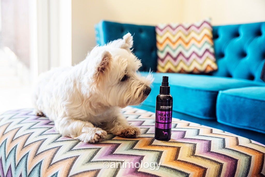 Animology Heaven Scent Body Mist 150 ml