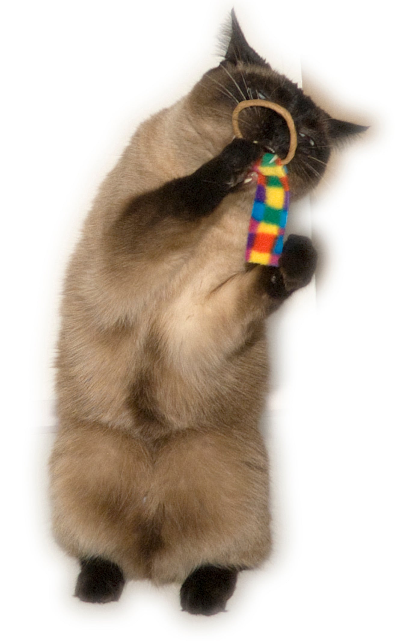 Cat Dancer Ring Tail Chasers (2-Pack)