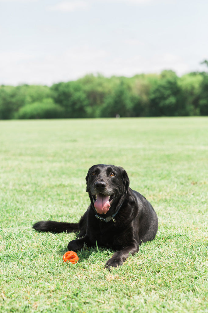 Chuckit! Air Fetch Ball M