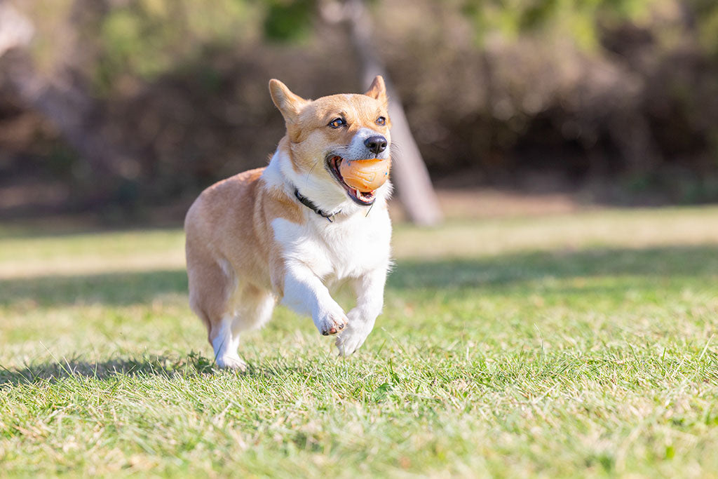 Chuckit! Birthday Fetch Ball M