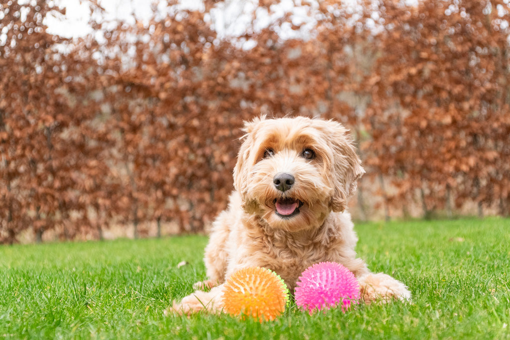 Dog Comets Exoplanet Igelball L Grün by Hoffreund