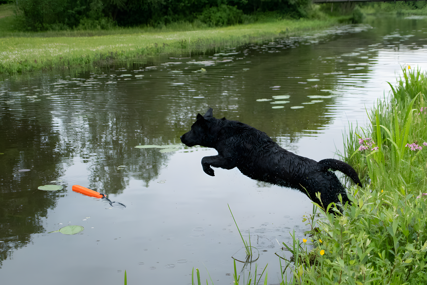 Dog Comets Orion Orange by Hoffreund