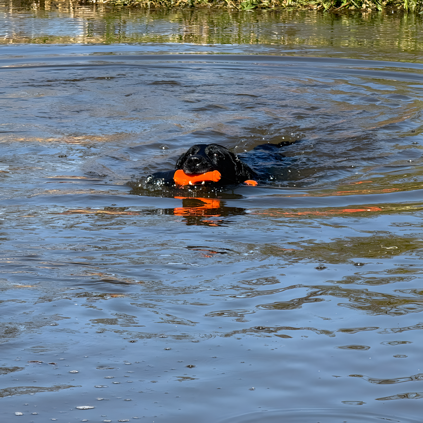 Dog Comets Bobber Grün by Hoffreund