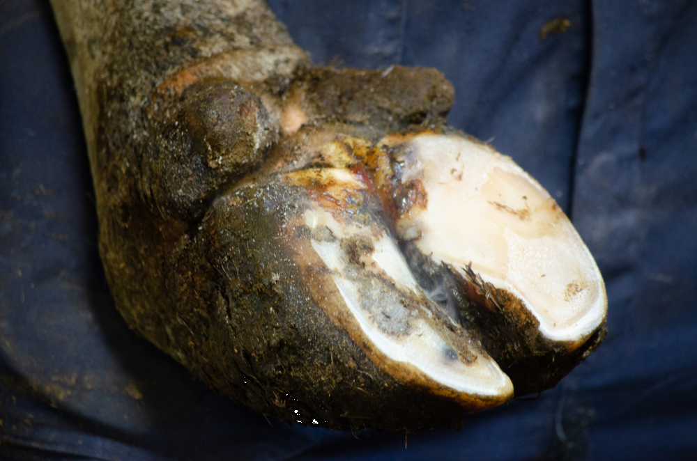 Excellent Easysol Liquid 250 ml