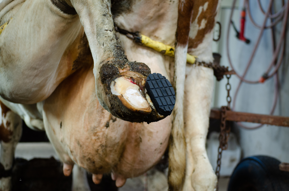 Excellent Easy Hoof Block PVC Kunststoff - 11 cm