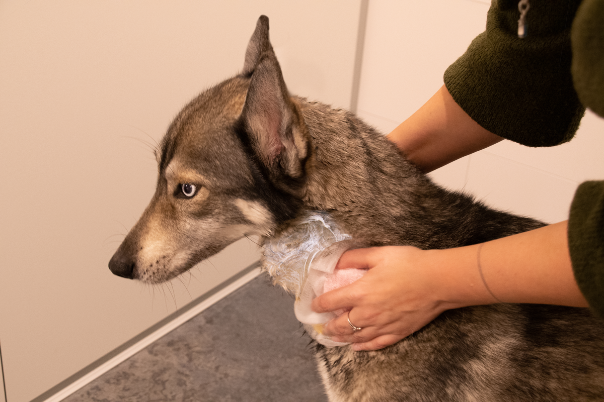 Groomers Secret Shampoo Bar Rose