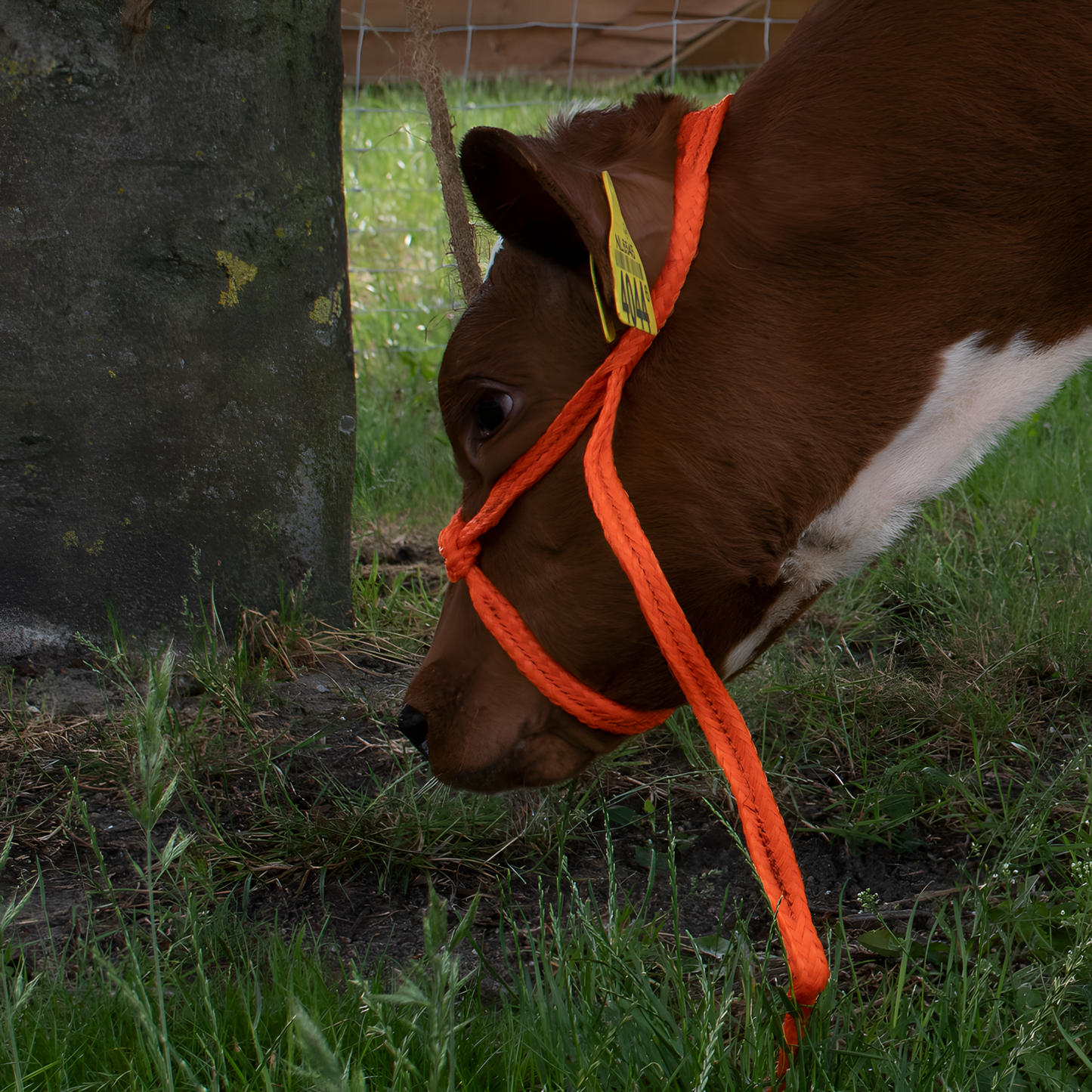 Halfter Kalb einstellbar breit orange Kalb