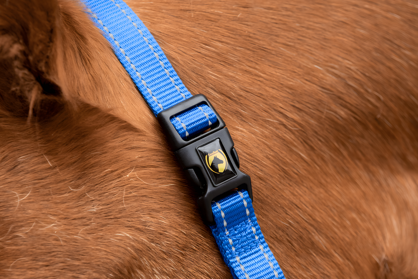 Excellent Premium Halfter Blau XS by Hoffreund
