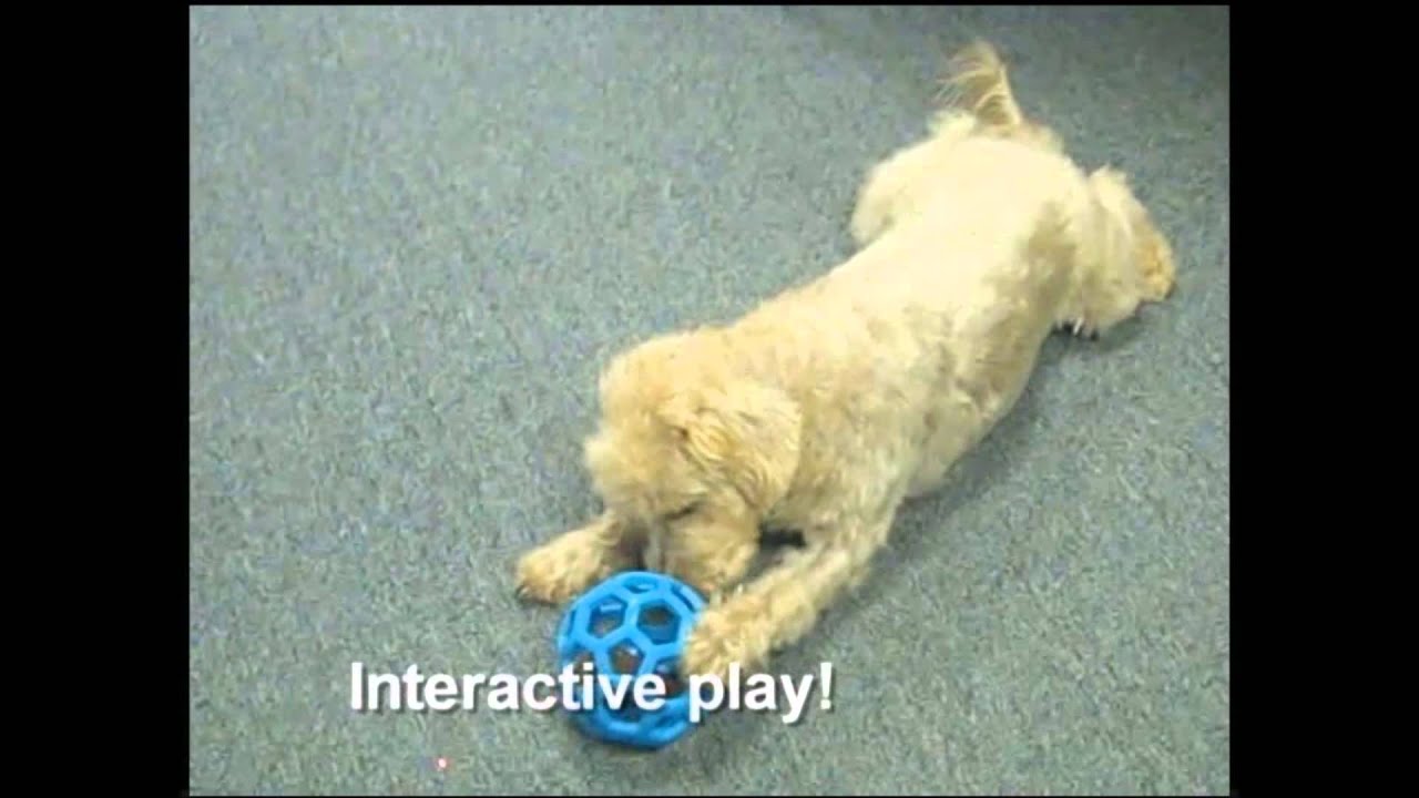 JW Hol-ee Roller sortiert Jumbo - 19 cm