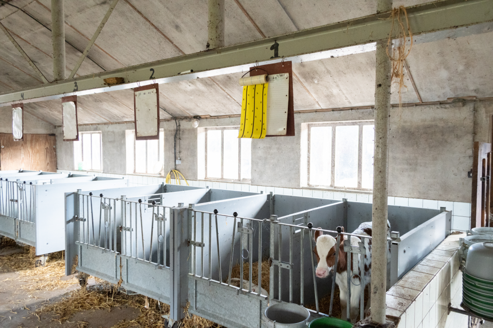 Knock Pest Fliegenkleberolle Gelb 5 m