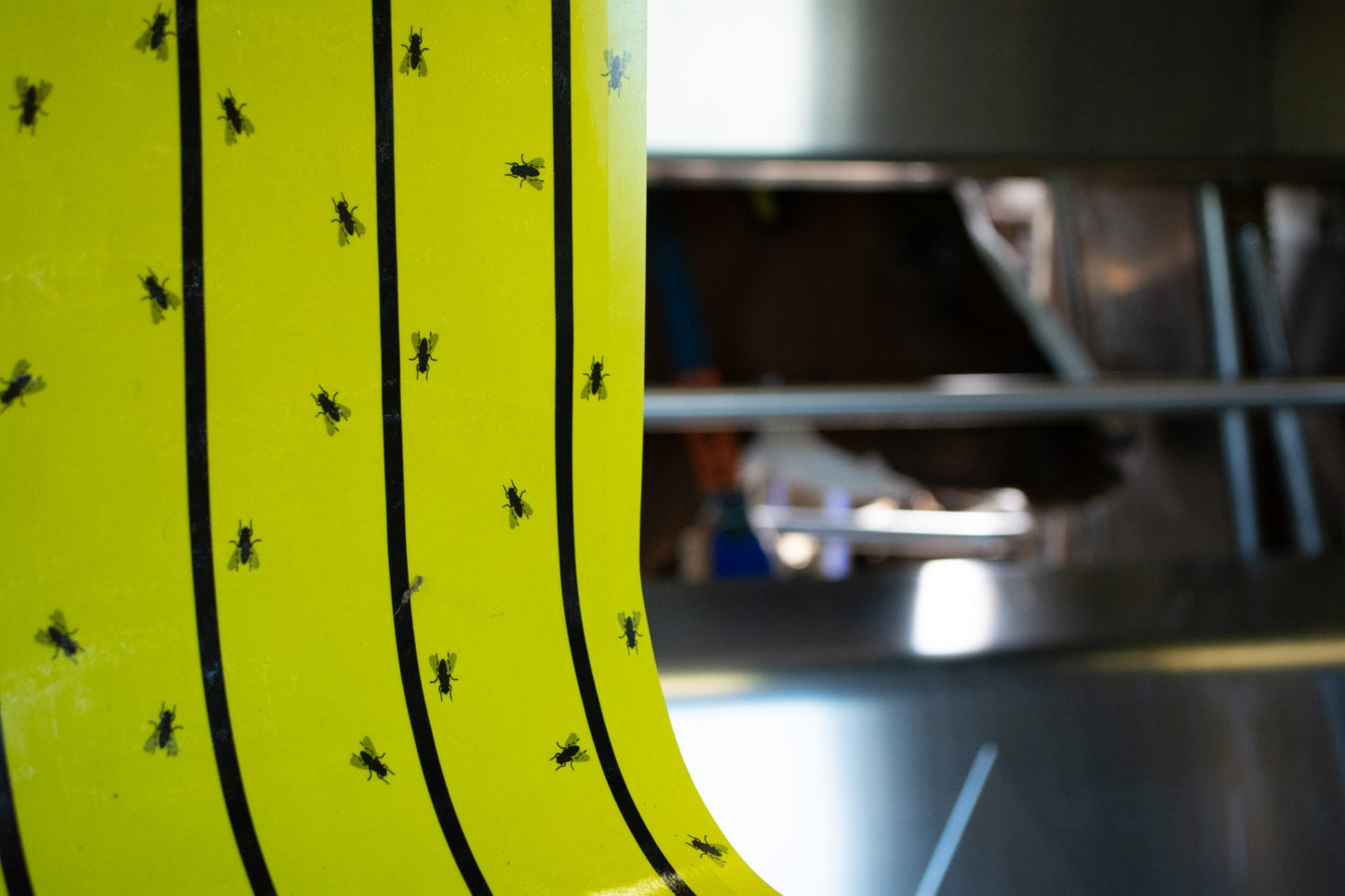 Knock Pest Fliegenkleberolle Gelb 7 m