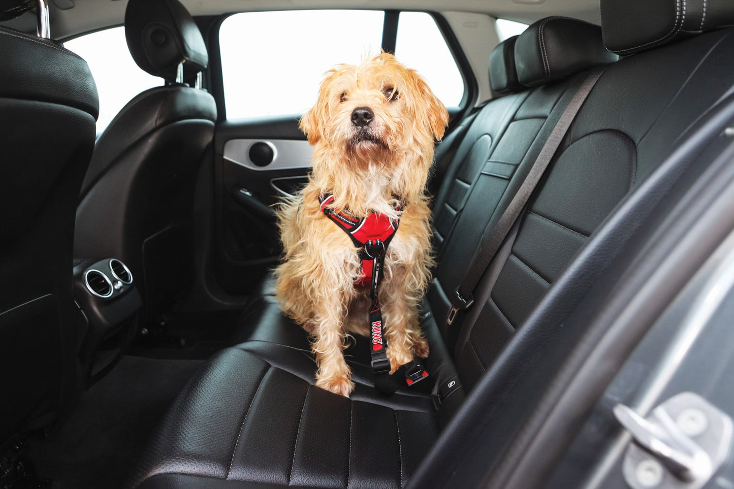 KONG Seat Belt Tether by Hoffreund