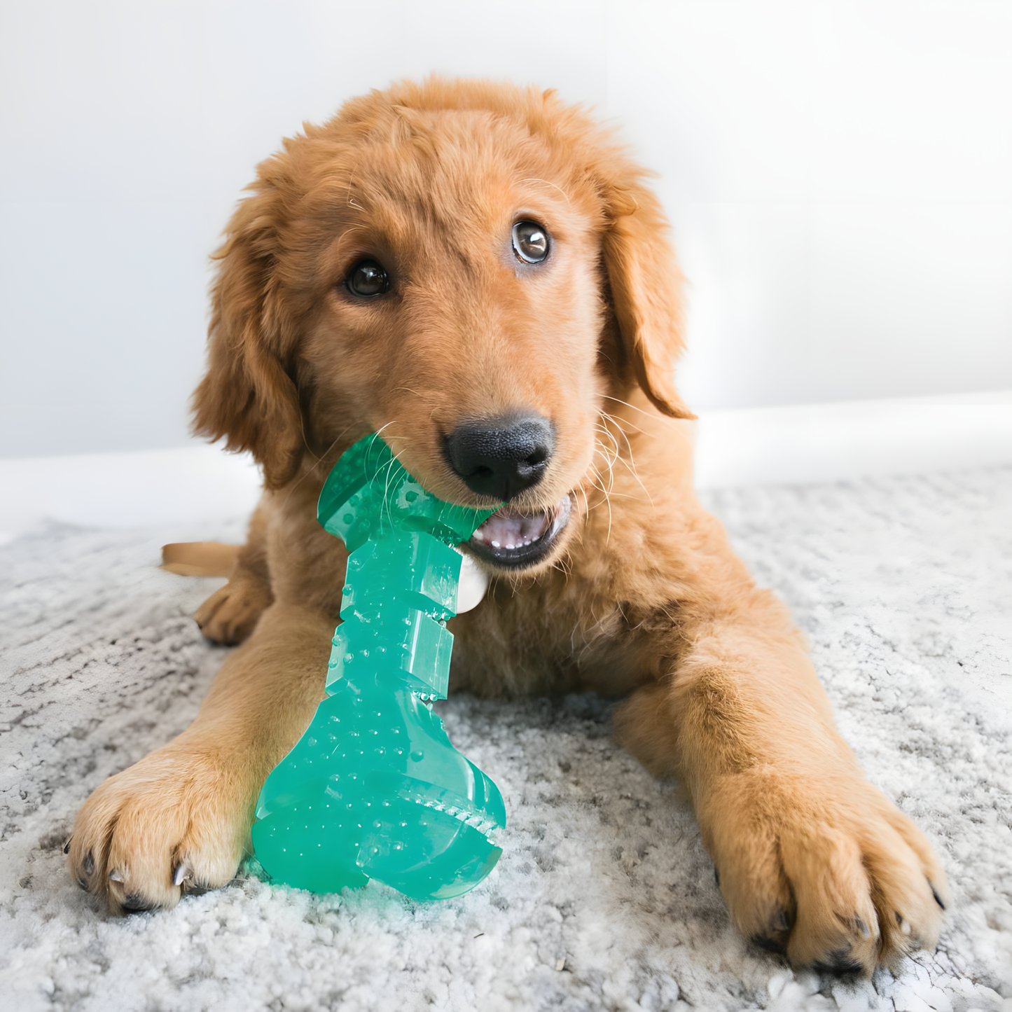 KONG Squeezz® Dental Stick by Hoffreund