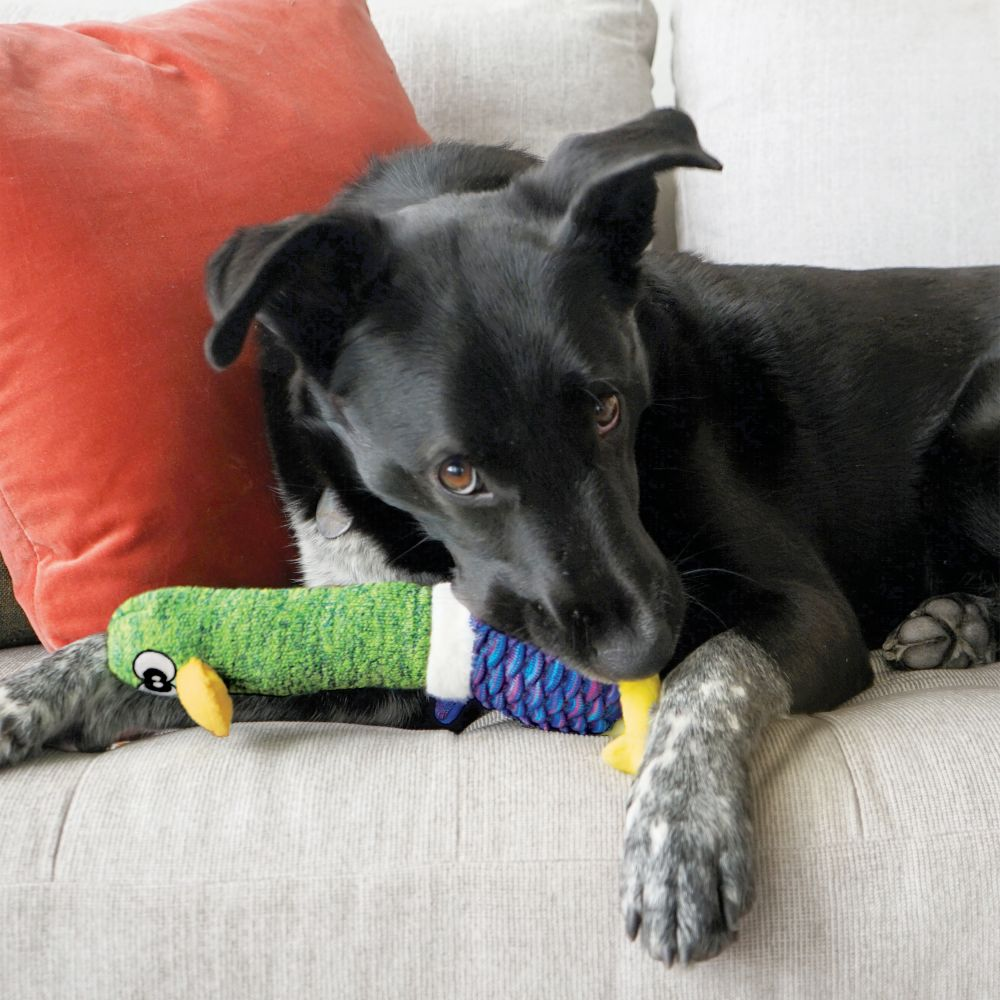 KONG Shakers Cuckoos Assorti