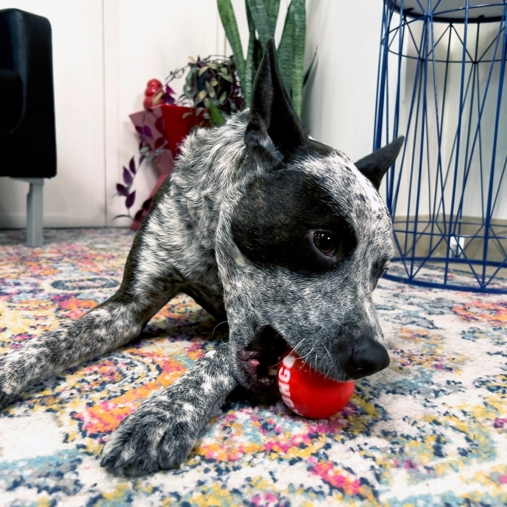 KONG Signature Balls 4-Pack M