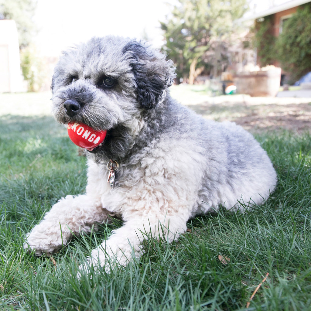 KONG Signature Balls 4-Pack S