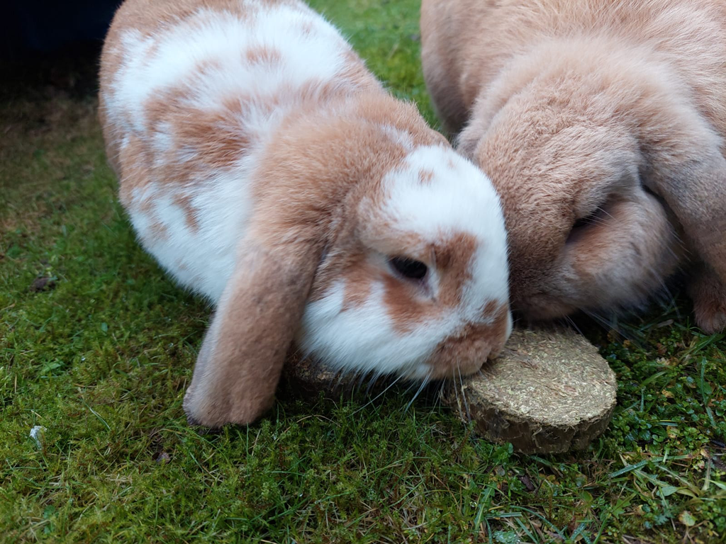 Lax Wiesen Knuspertaler Esparsette & Gemüse 350 g (2 Stück)