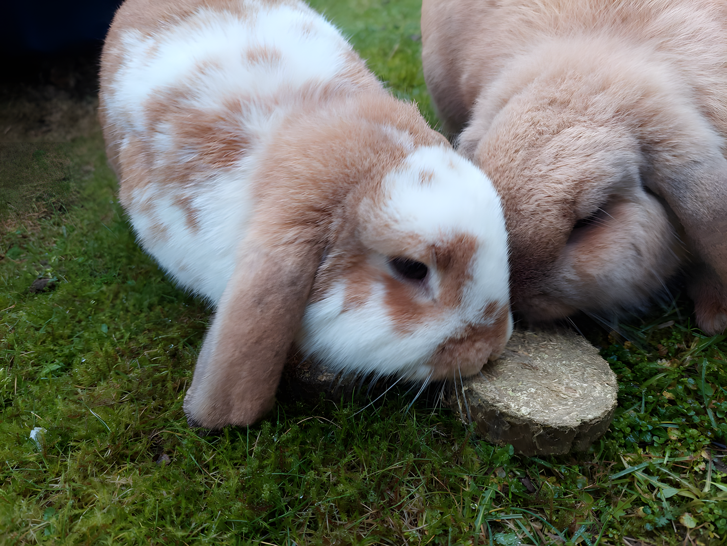 Lax Wiesen Knuspertaler Esparsette Und Gemüse 350 g - Ergänzungsfuttermittel Für Nagetiere by Hoffreund