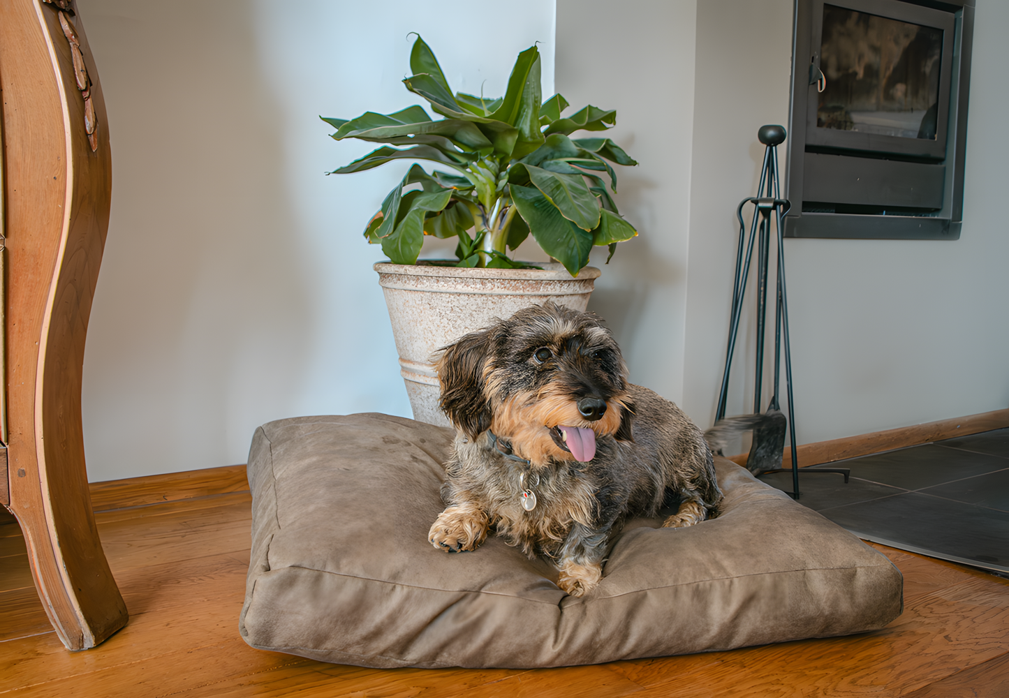 Let's Sleep Plush Pillow Hundebett M Anthrazit by Hoffreund