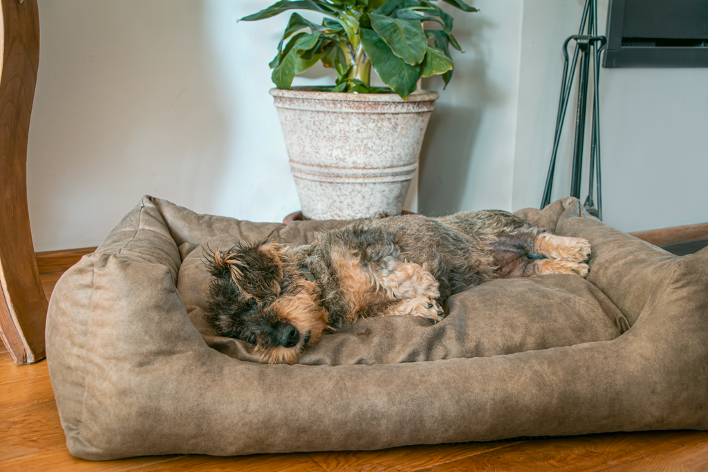 Let's Sleep Sweet Dreams Hundekorb Mit Kissen L Cognac by Hoffreund