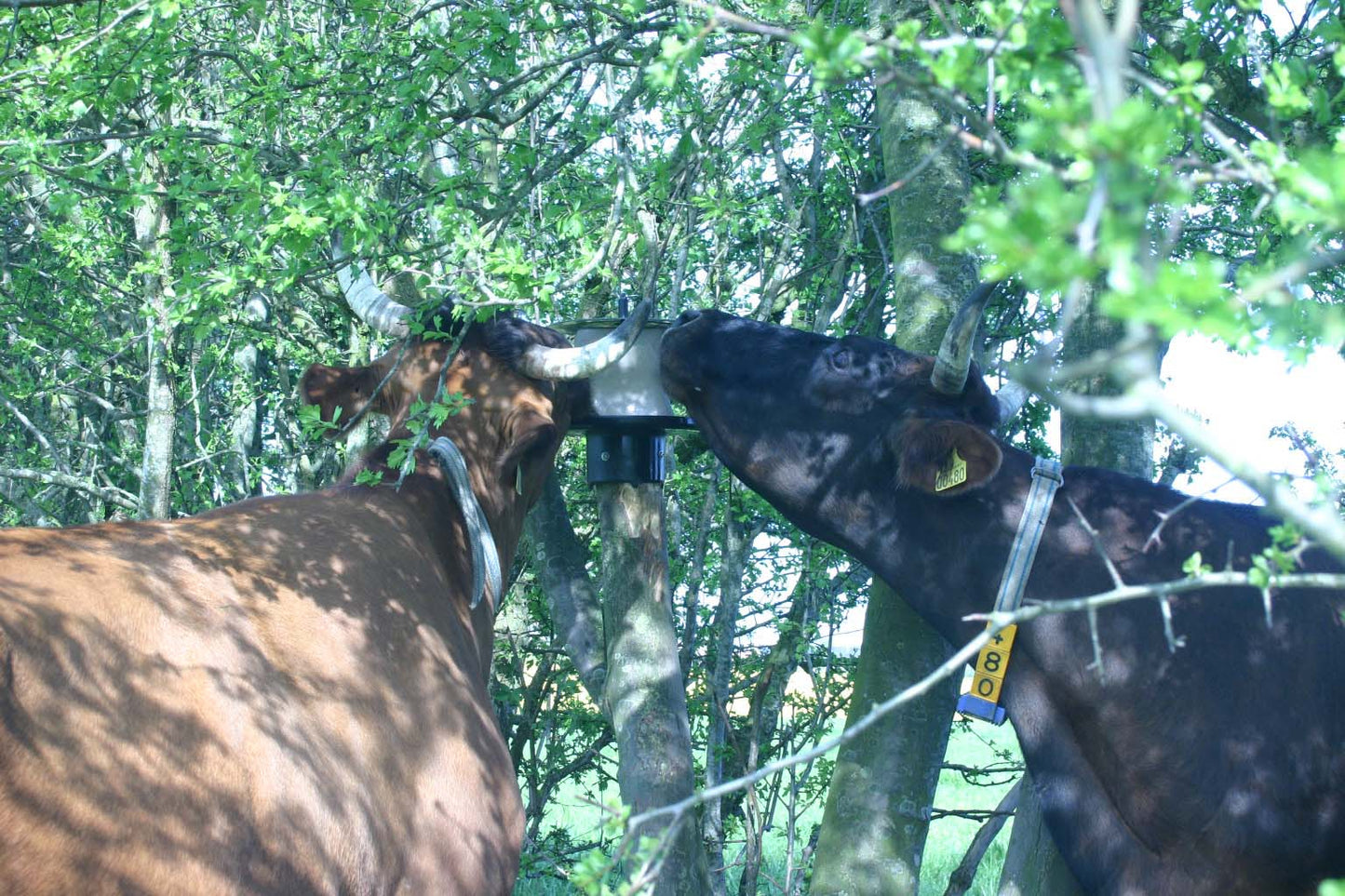 vPlast Lecksteinhalter Pfahl