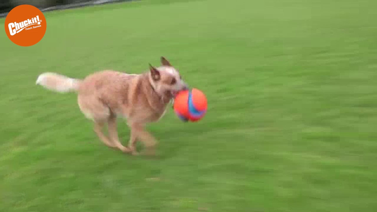 Chuckit! Kick Fetch Dog S