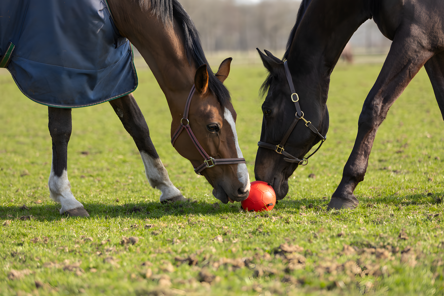 Excellent Horse Fun Play Ball Rosa by Hoffreund