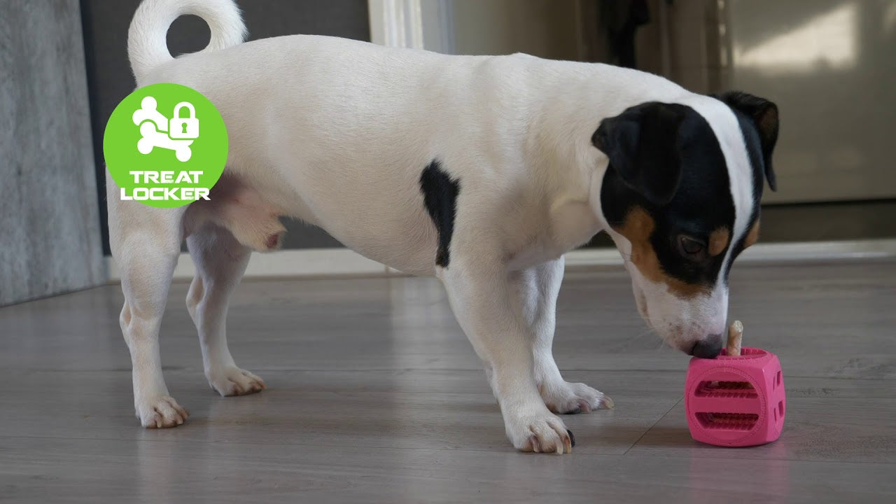 Dog Comets Protostar Rosa