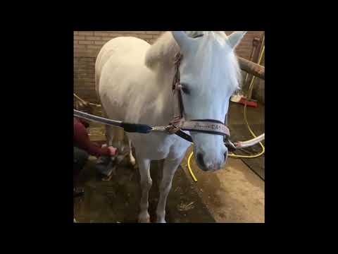 Lucky Horse Unicorn Shampoo Rose 250 ml - Sanfte Reinigung Und Pflege Für Pferde Mit Rose Duft by Hoffreund