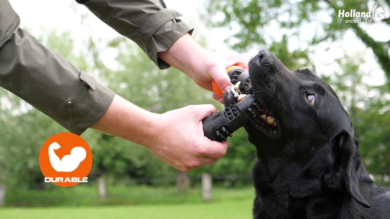 Dog Comets Meteor Wurfstock Grün S