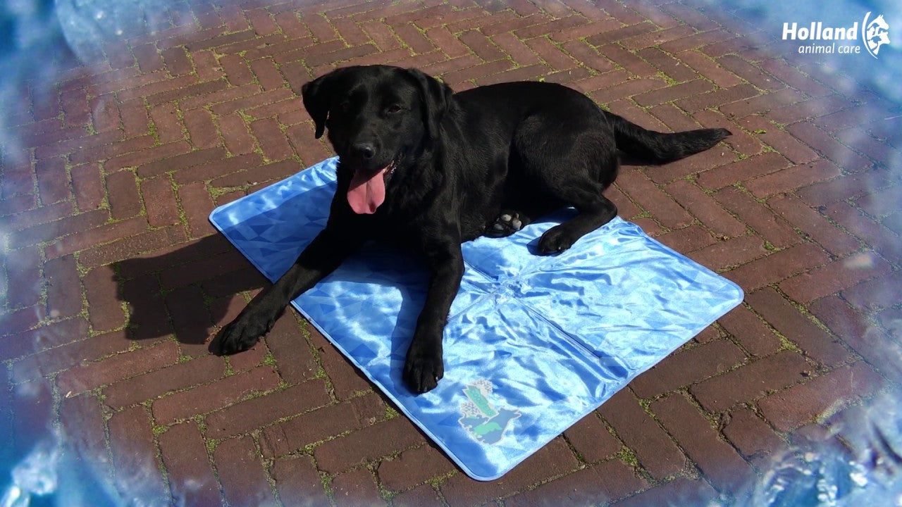 CoolPets Dog Mat 24/7 Anti-Slip Cover XL by Hoffreund