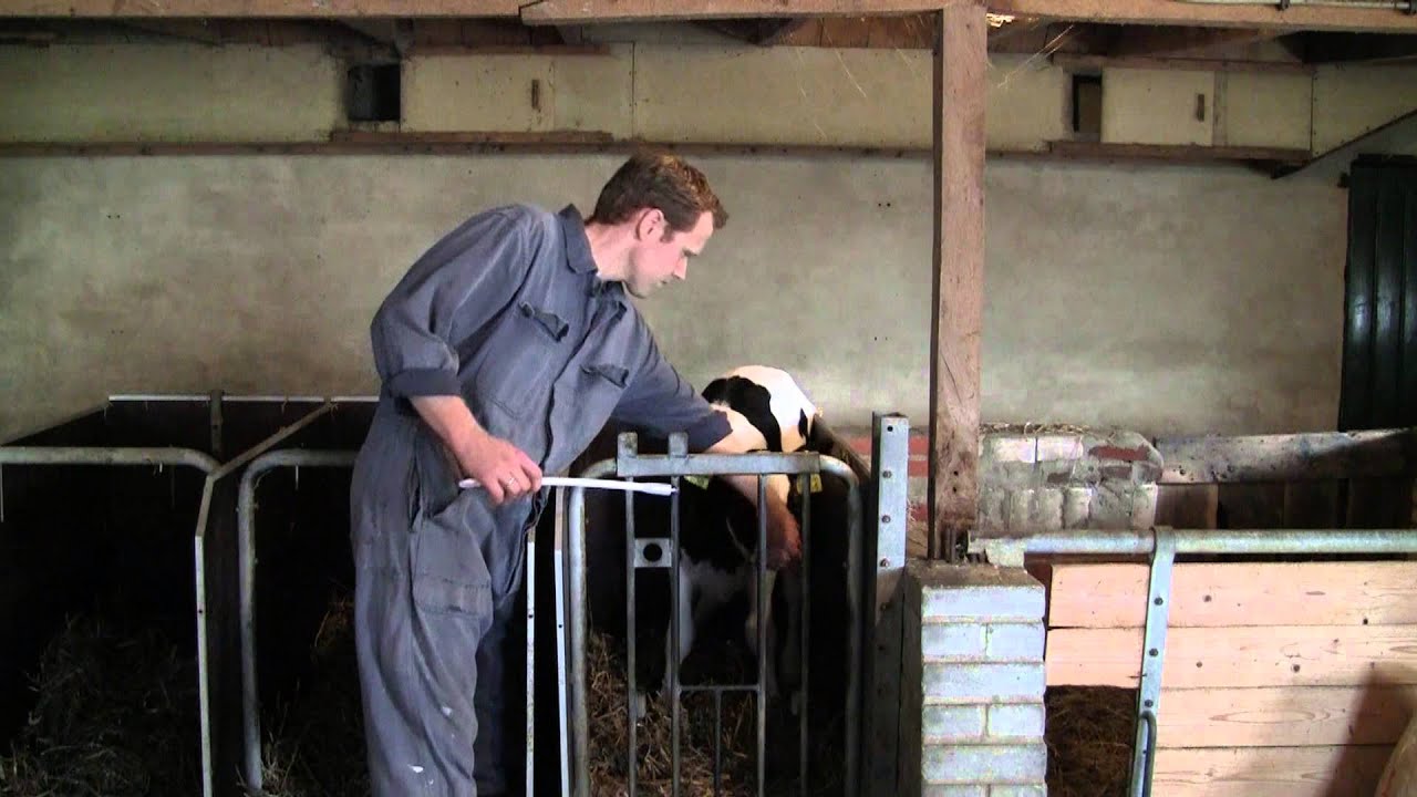 Excellent Ener Bolus Schaf & Ziege