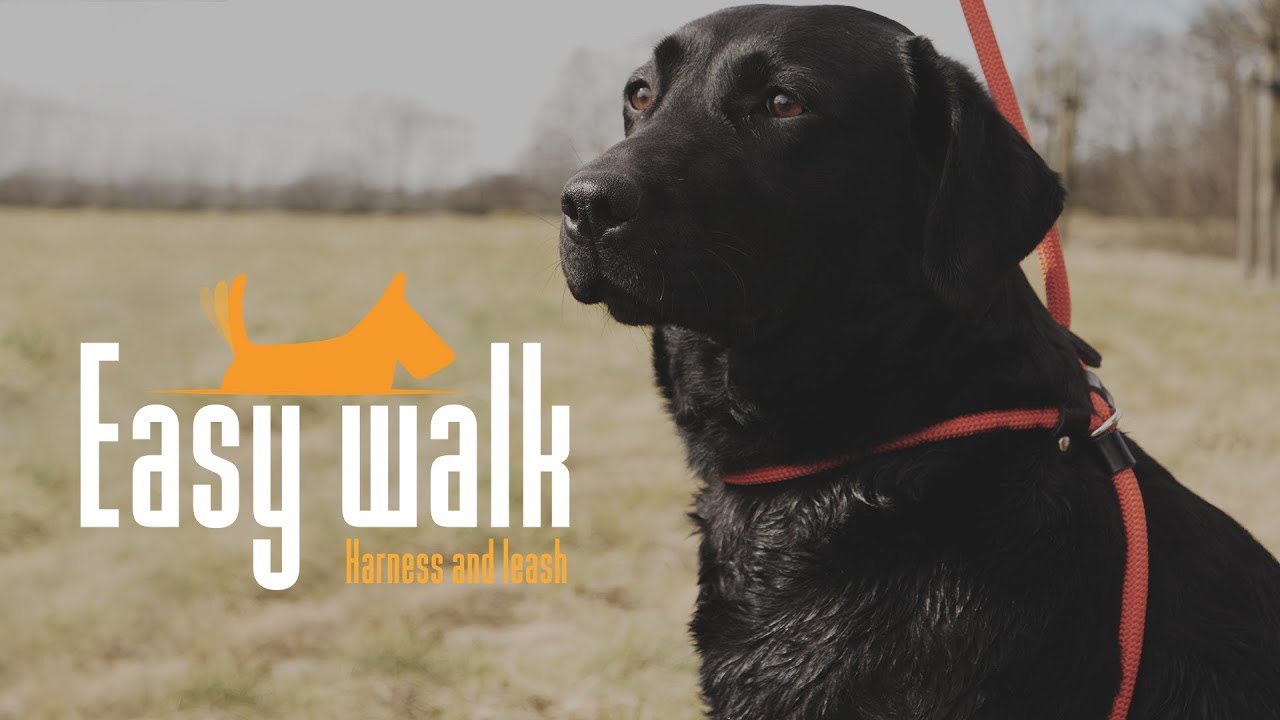 Easy Walk Schultermodell Schwarz - Mini