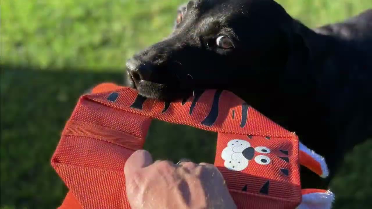 Hozies Octagon Billy Bengal