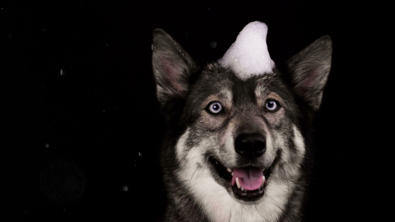 Groomers Secret Shampoo Bar Honig und Propolis