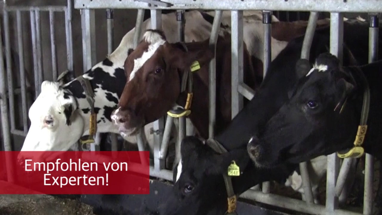 Excellent Calbal Plus