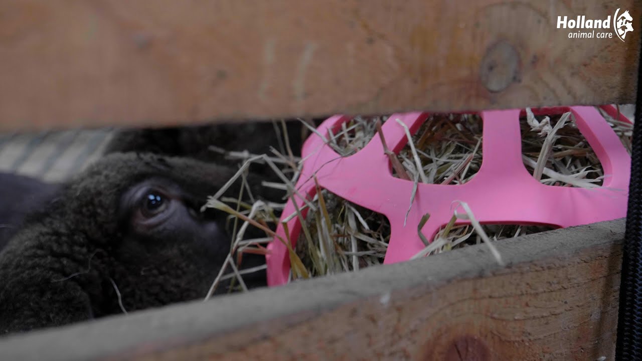 Hay Slow Feeder Fun & Flex Rosa