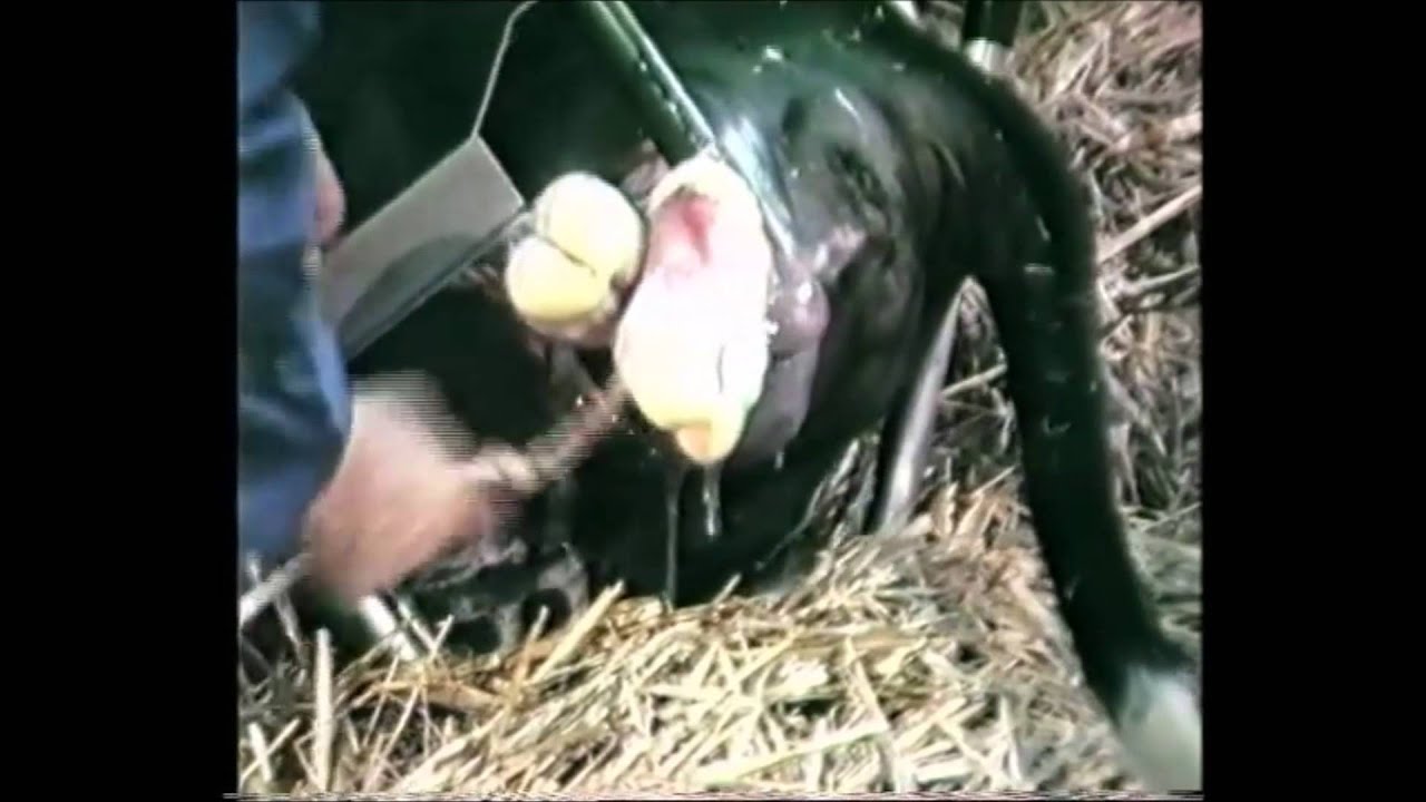 Vink Geburtshelfer Hebeteil mit Zugkraftmesser