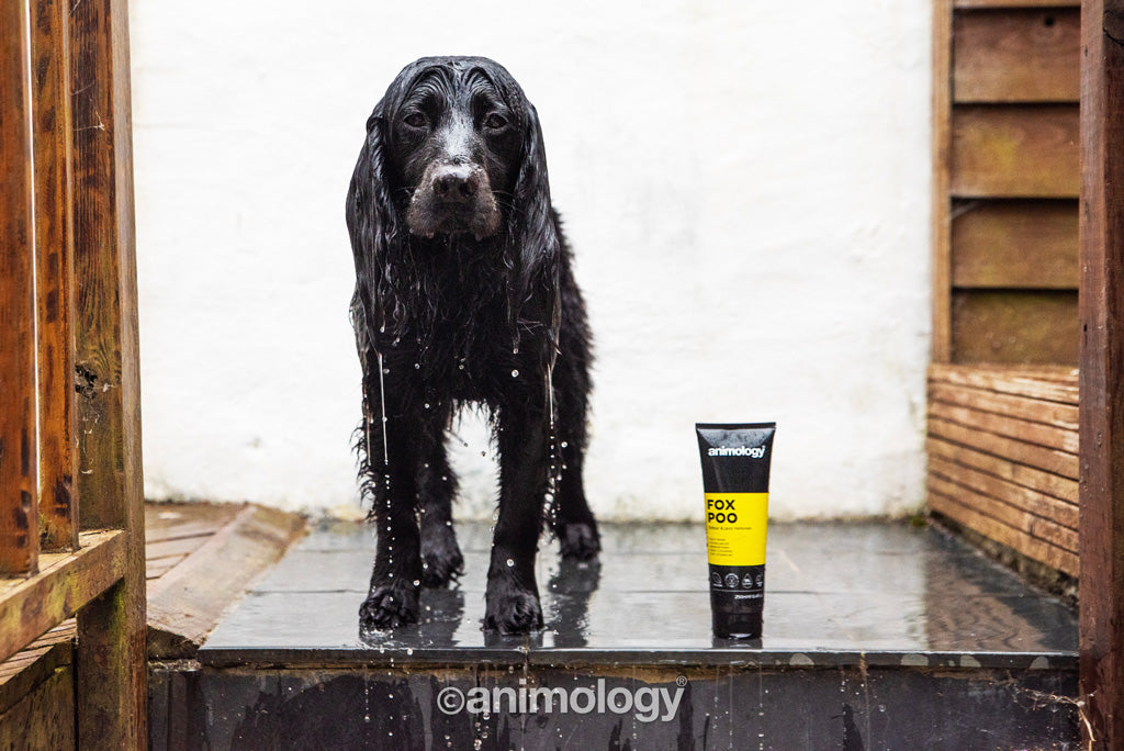 Animology Fox Poo Dog Shampoo 250 ml