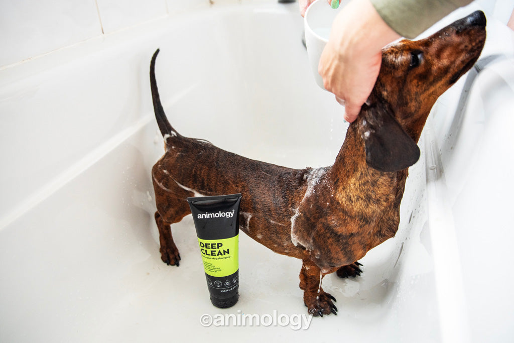 Animology Deep Clean Intensive Dog Shampoo 250 ml