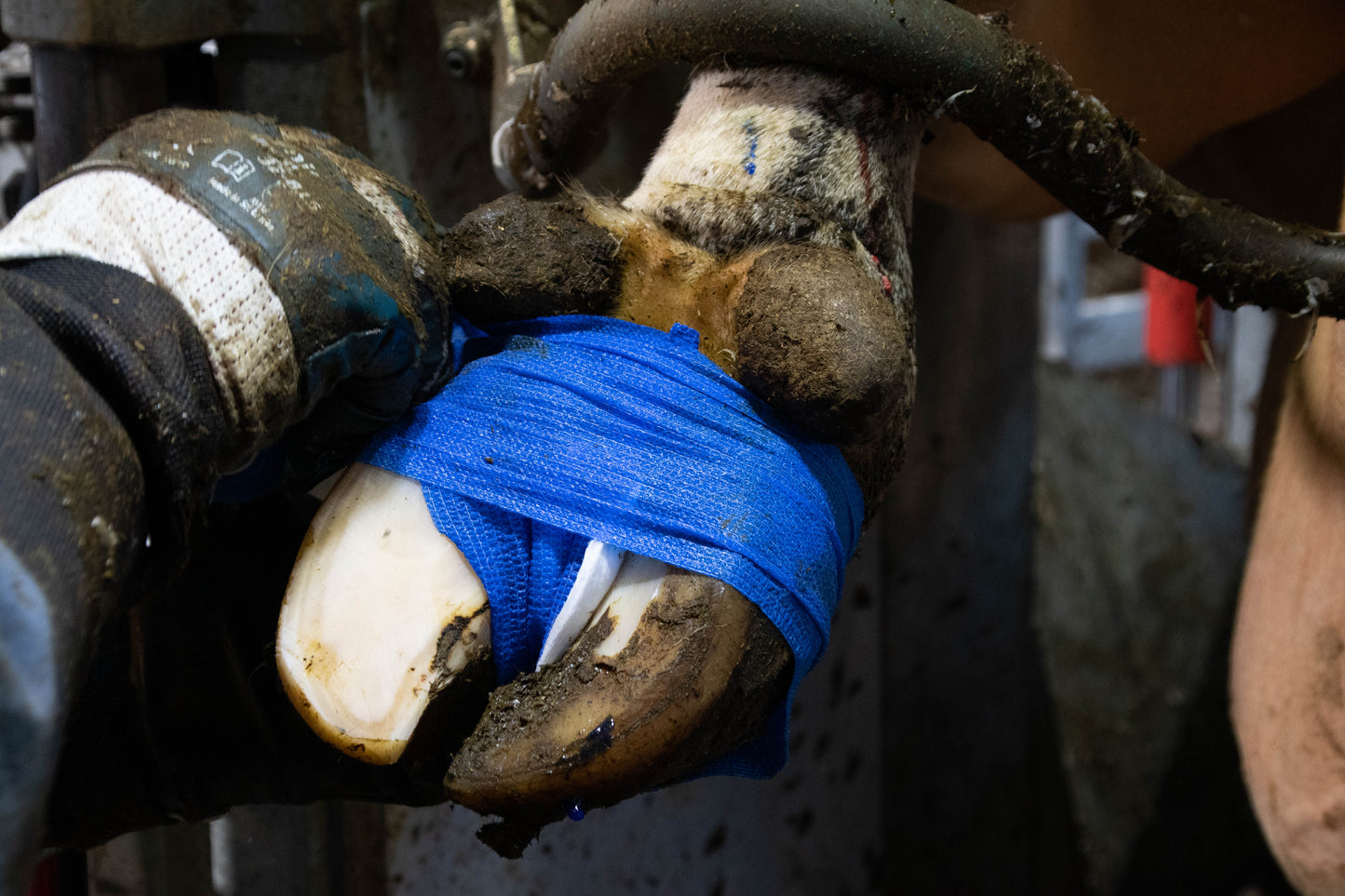 Excellent Bandage Animal Profi 10 cm Blau