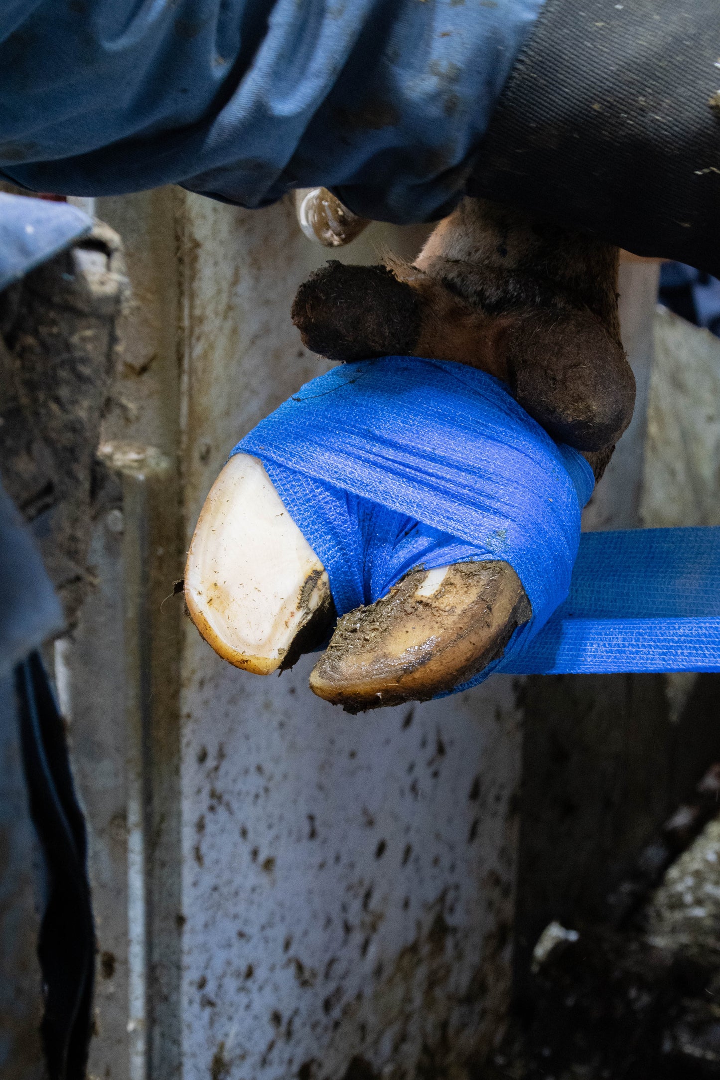 Excellent Bandage Animal Profi 10 cm Blau