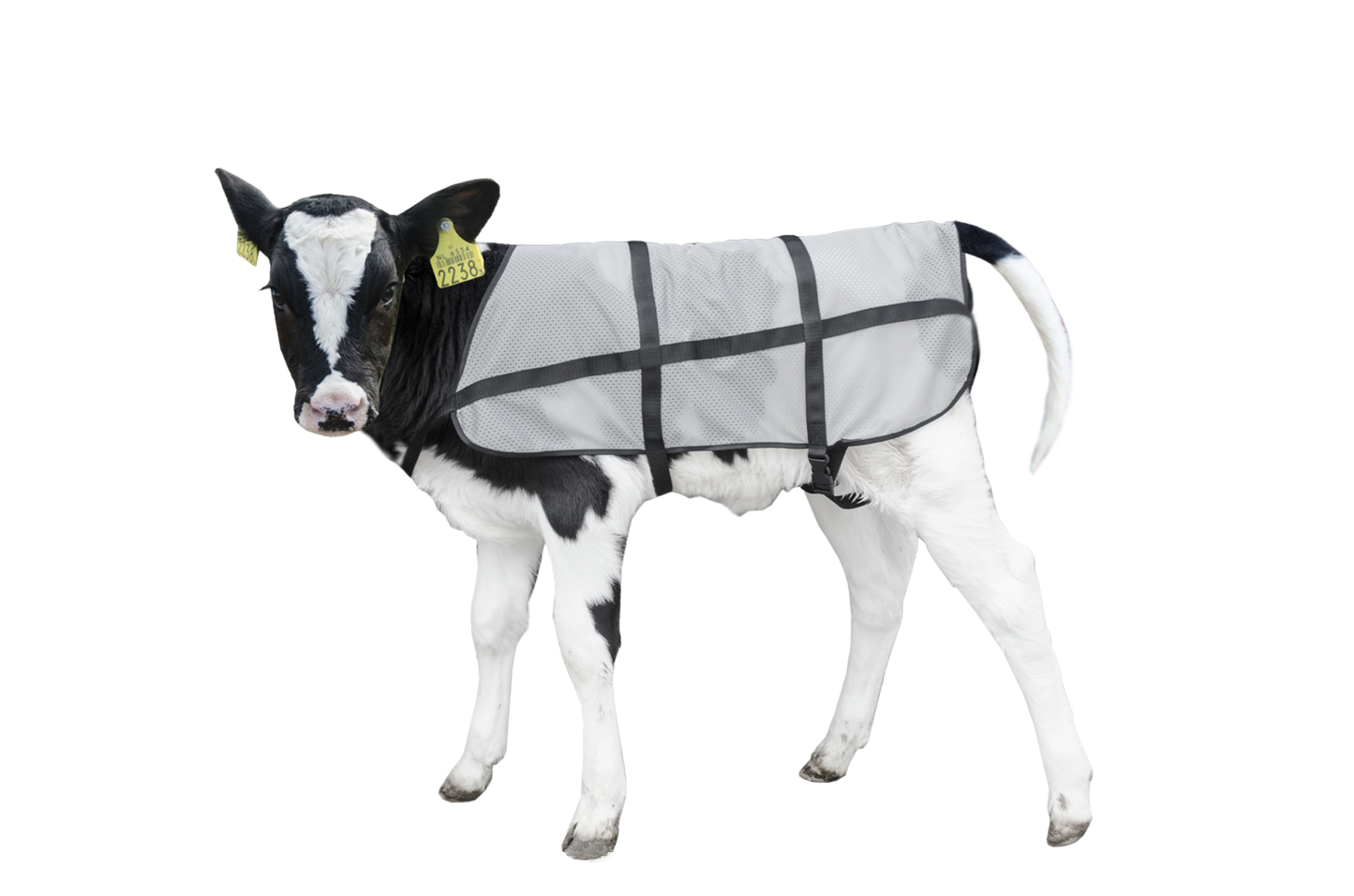 Bodyguard Kalb Sommerdecke