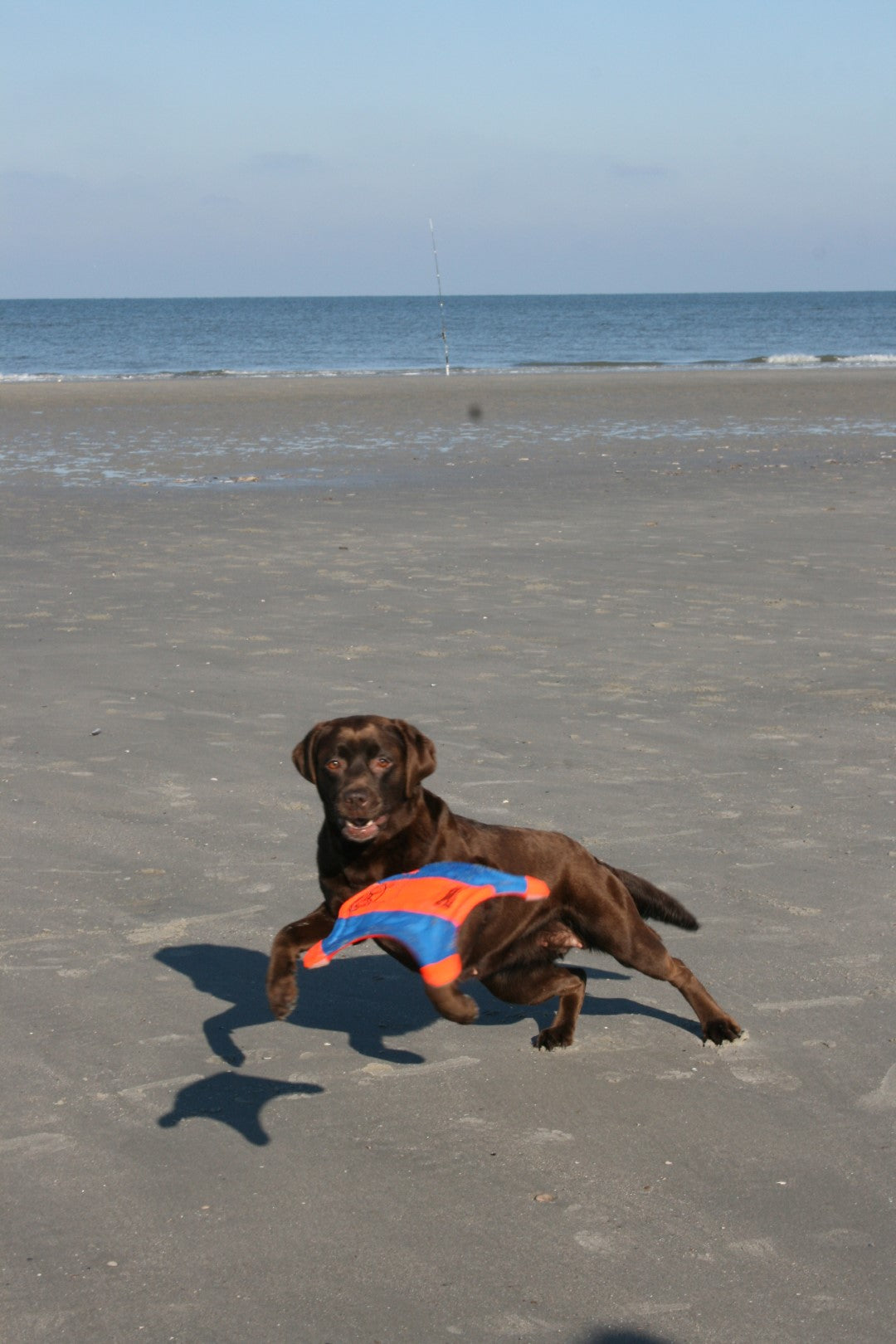 Chuckit! Flying Squirrel M