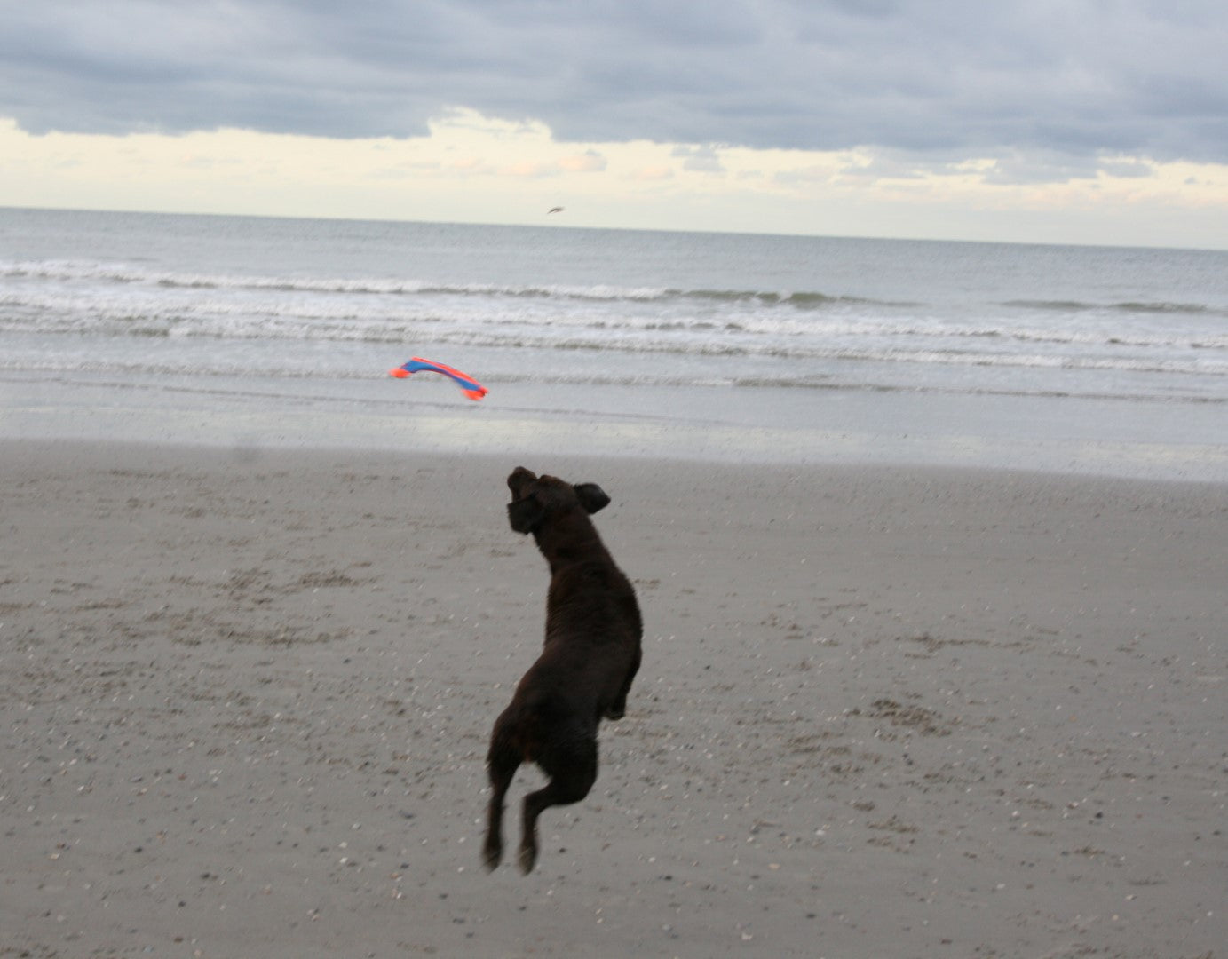 Chuckit! Flying Squirrel M