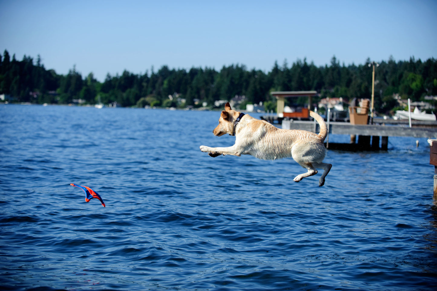 Chuckit! Flying Squirrel M