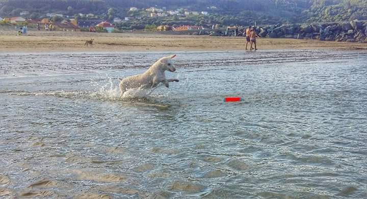 Chuckit! Amphibious Bumper S