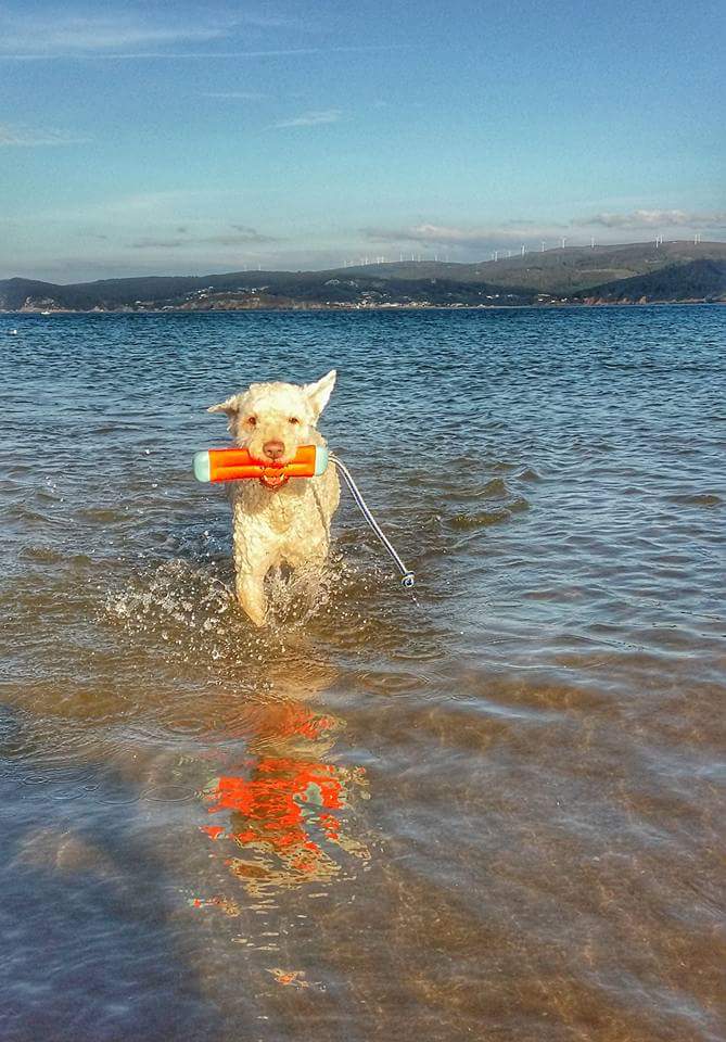 Chuckit! Amphibious Bumper S